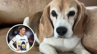 Jugador de los Pumas pierde su mascota en Pueblo Mágico; ofrece recompensa de 10 dólares