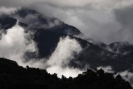 Australia’s rainforests become the first in the world to make concerning switch
