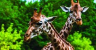 Carolina Caring Foundation helps hospice patient fulfill dream at North Carolina Zoo