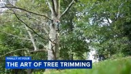 Learning the art of tree trimming