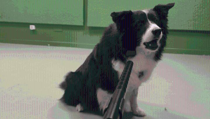 Dogs Have The Brain Power And Vocal Cords To Talk, So Why Don't They?