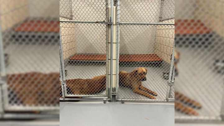 Florida Rescuers Save Inseparable Dog Sisters, Giving Them A Second Chance At Life