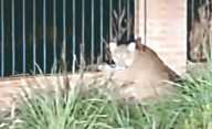 Policía y Fauna buscan a un puma que fue visto en la calle Capitán Murga y piden a vecinos no salir a correr de noche