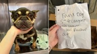 Texas Shelter Workers Find A Cardboard Box Containing A Fluffy Surprise And An Enigmatic Note
