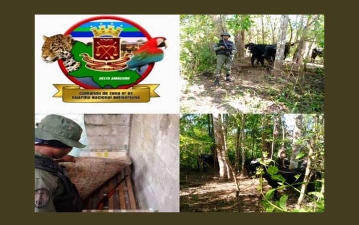 Tenían los 6 búfalos listos para la parrilla y le aguó la fiesta la GNB