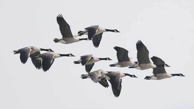 Missouri Department of Conservation reports outbreak of bird flu