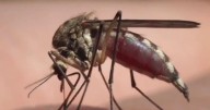 Dallas County confirms first deadly case of West Nile virus in 2025