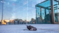 As hundreds of millions of birds head south, the invisible danger is glass : NPR