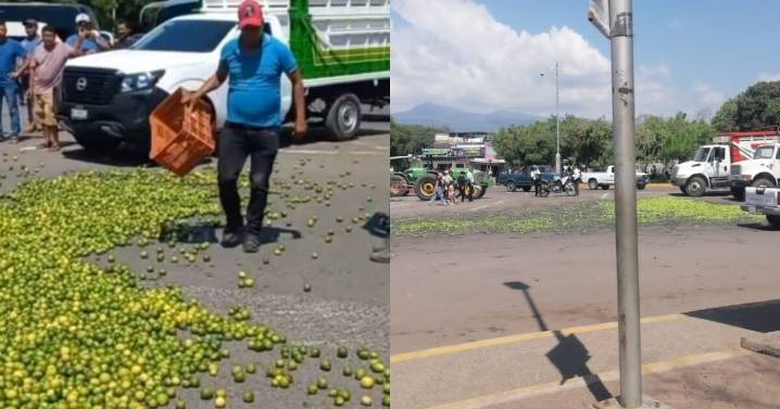 “Ahí ta pues, si lo quieren regalado”: limoneros de Apatzingán tiran su cosecha en protesta por bajos precios