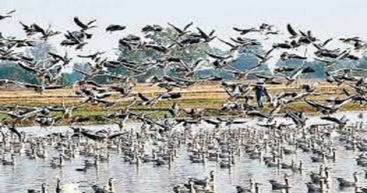 Modern Satellite Township to Rise Over Sukh Sagar Wetland in Udaipur, Bird Experts Warn of Ecological Disaster