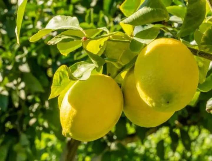 Poderosa receta. El secreto detrás de hervir cáscaras de limón y canela: los usos en casa