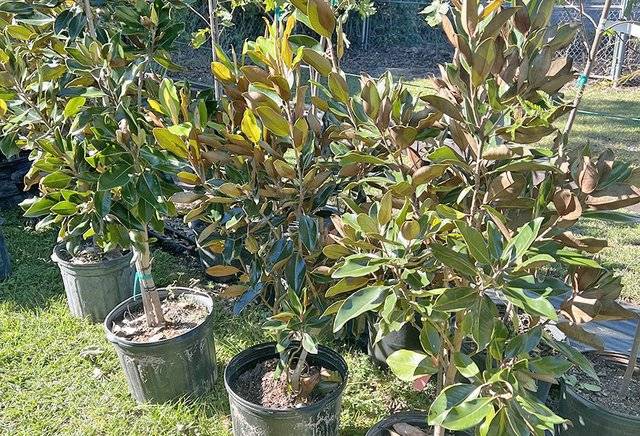 Come get a free tree