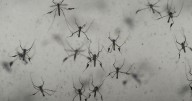 Mosquito-borne disease troubling Asia and the Caribbean hits New York