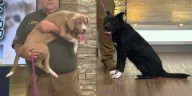 Adopt a Pet: Meet Babe and Elsa!