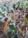 Fall Garden cleanup is underway