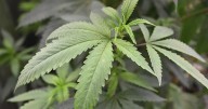 1 in 5 young adults use cannabis, alcohol as sleep aids, new study shows