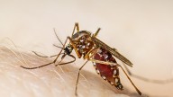 Salud informa sobre el primer caso sospechoso de dengue de la temporada