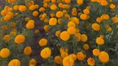 ¿Vas a El Paso por el Día de Muertos? Evita llevar esto