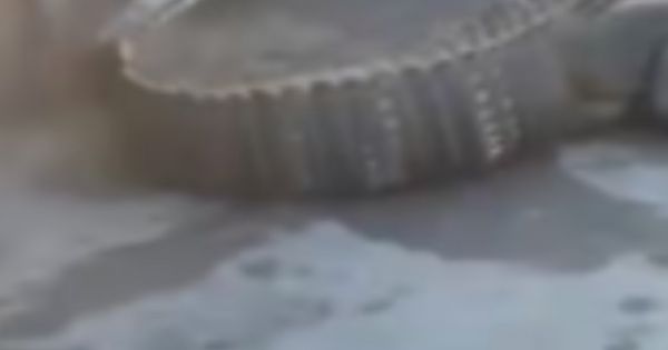 Tensión y gritos en un conocido local: el peligroso animal que apareció y paralizó a todos