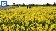 How Cairns startup Rainstick is using biotech to transform farming