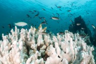 Scientists Warn Planet Has Passed “Tipping Point” as Warm