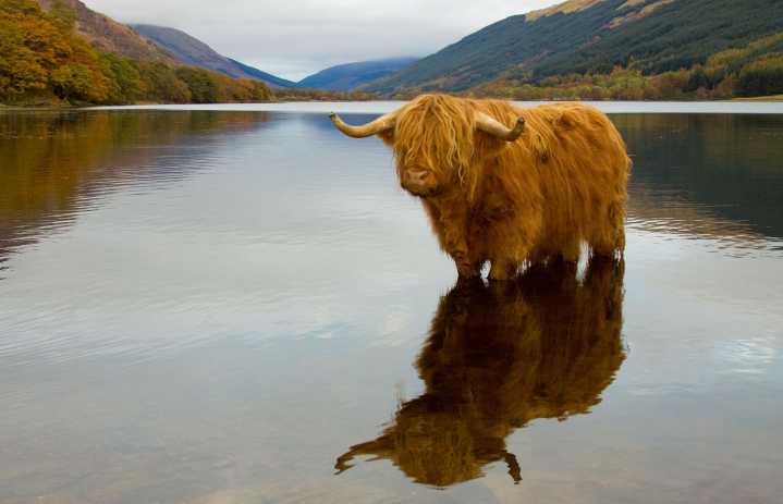 The rapid decline of our local abattoirs means we can no longer claim to be a country with leading animal welfare standards