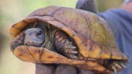 Reubican más de mil ejemplares de flora y fauna por construcción de carretera Bavispe