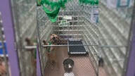 Pennsylvania Pitbull Branded “Scary” Waits Years For A Chance To Be Loved