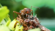 Scientists Used Ants (Yes, Ants) To Make Yogurt And Whipped Up Some Michelin