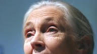 Jane Goodall, experta mundial en chimpancés, fallece a los 91 años
