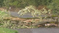 Heavy winds, rain cause downed trees and power lines throughout Oregon, Washington