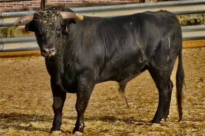 Alertan de un toro perdido desde hace 5 días tras un festejo en Romancos (Guadalajara)