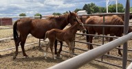 Two horses found dead, western Colorado man charged with over 80 counts of animal cruelty