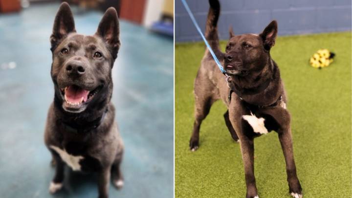 Kansas Rescuers Find Abandoned Puppy With A Heartbreaking Note From Her Owner