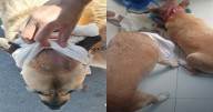 Rescatan a dos perros maltratados en Tlalnepantla; uno fue atacado con machete