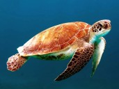 World Animal Day 2025: Saving animals an act of survival imperative
