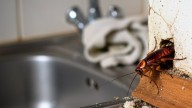 Pocos lo saben: los 10 lugares donde se concentran las cucarachas y hacen nidos en tu casa