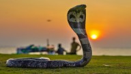 Women’s World Cup: Snake Intervenes in India’s Training Session Ahead Of Clash Against Pakistan