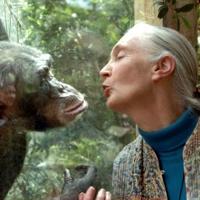 Renowned British chimpanzee expert Jane Goodall dies at 91