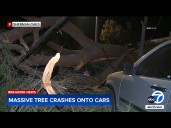 Massive tree falls, crushes parked cars in Sherman Oaks