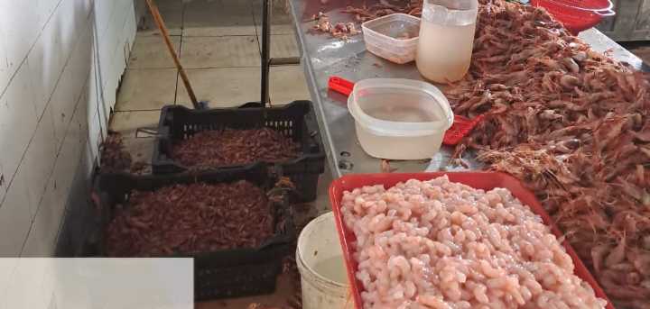 Decomisan 400 kilos de camarón en Coquimbo: golpe a planta clandestina