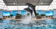 Brookfield Zoo Chicago unveils Dolphin Discovery show inside renamed habitat