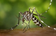 El Ayuntamiento reclama a los propietarios de piscinas su buen mantenimiento para evitar la cría de mosquitos con virus del Nilo