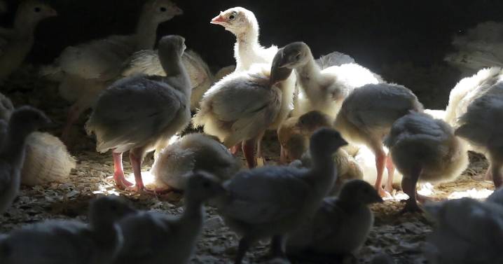 Missouri conservation officials sound alarm over ‘bird flu outbreak’