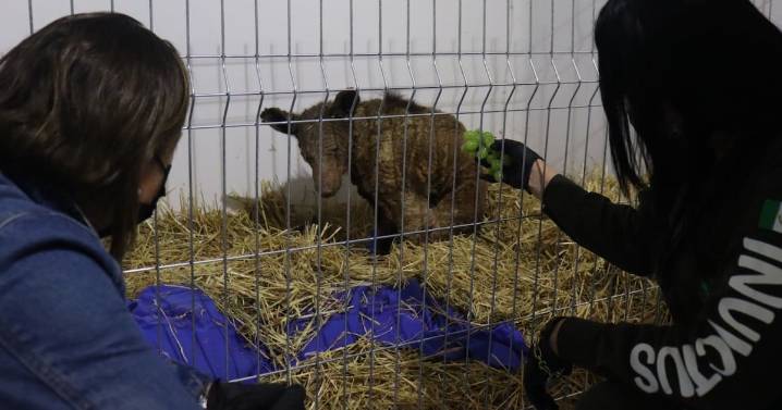 Caso de la osa Mina sigue bajo investigación: Prodefensa Animal exige sanción ejemplar