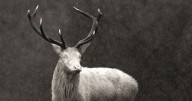 Man finds rare white stag in UK woods after searching for a whole year