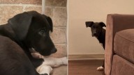 California Woman Saves Timid Pup From Euthanasia And Begins A Life
