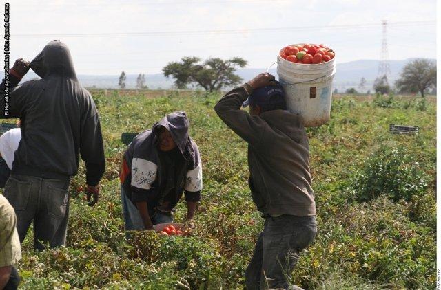 Recortarían salarios de jornaleros por 24.2 mmdd
