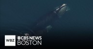 Critically endangered right whale population growing slowly, researchers find