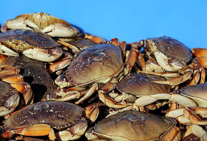 California’s 2025 commercial Dungeness crab season delayed to protect whales